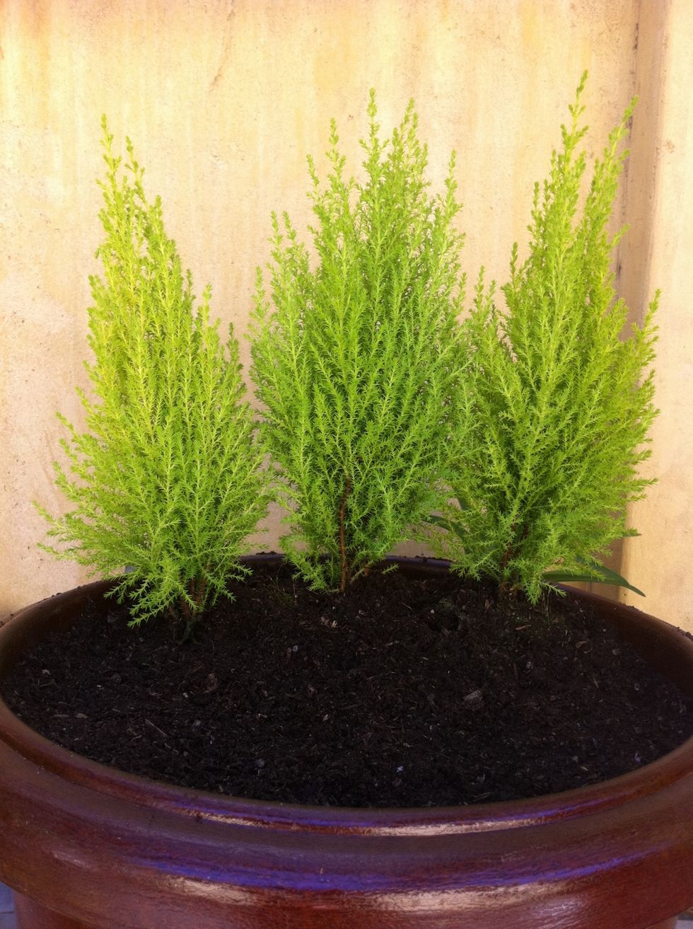 Fill the planter with a lightweight potting soil Never use "planting soil" which is heavier and made to mix with your garden soil in the garden, not a pot! Insert your plants. These are tiny cypress
