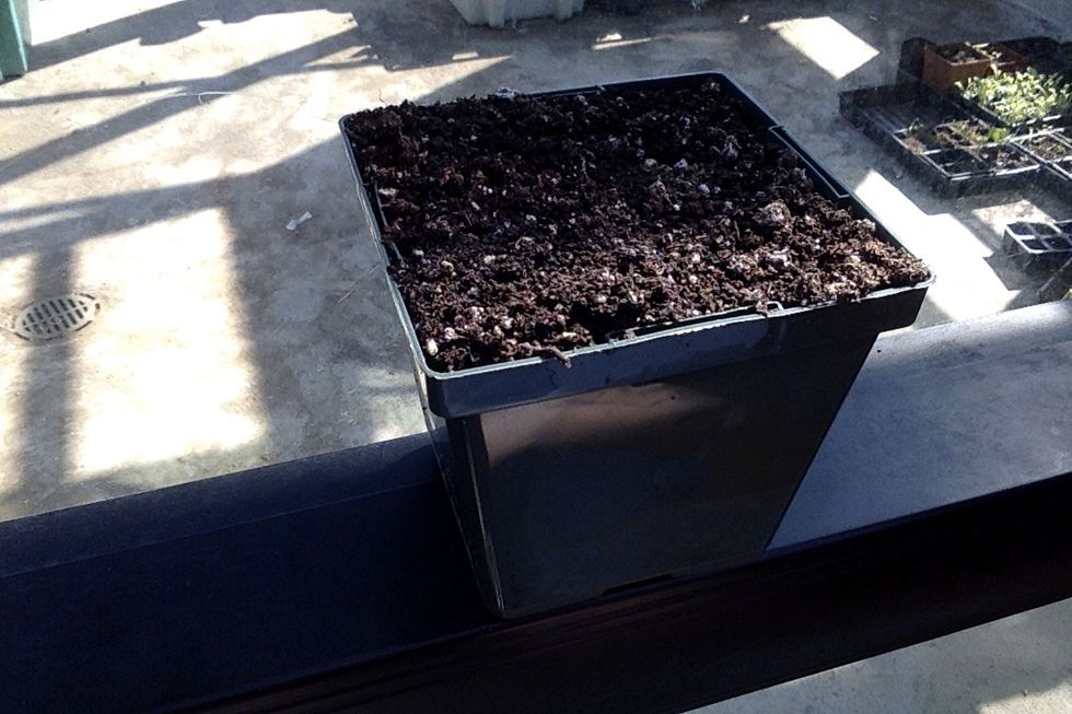 Fill the pot to the top with potting soil