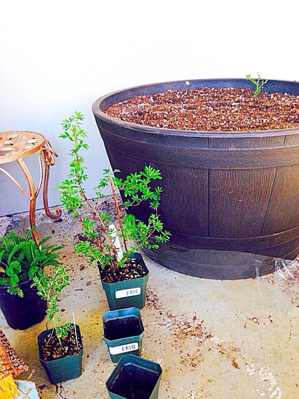 Fill the pot with soil to the very top as with time it'll go down with watering