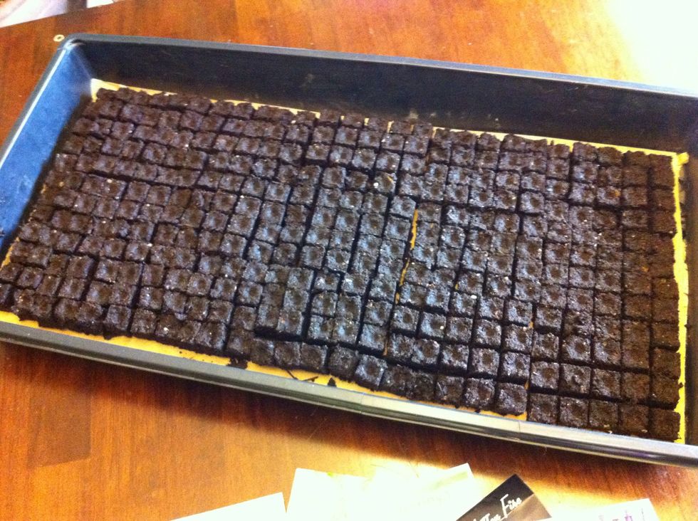 Fill up the seed tray with soil cubes.