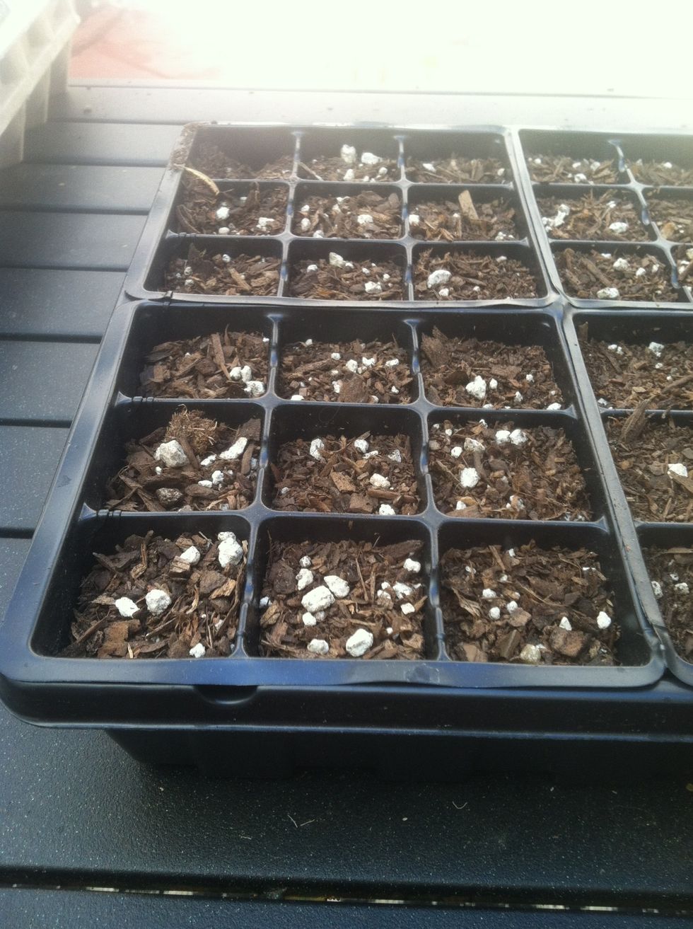 Fill up your container cells with fresh, moist potting soil.