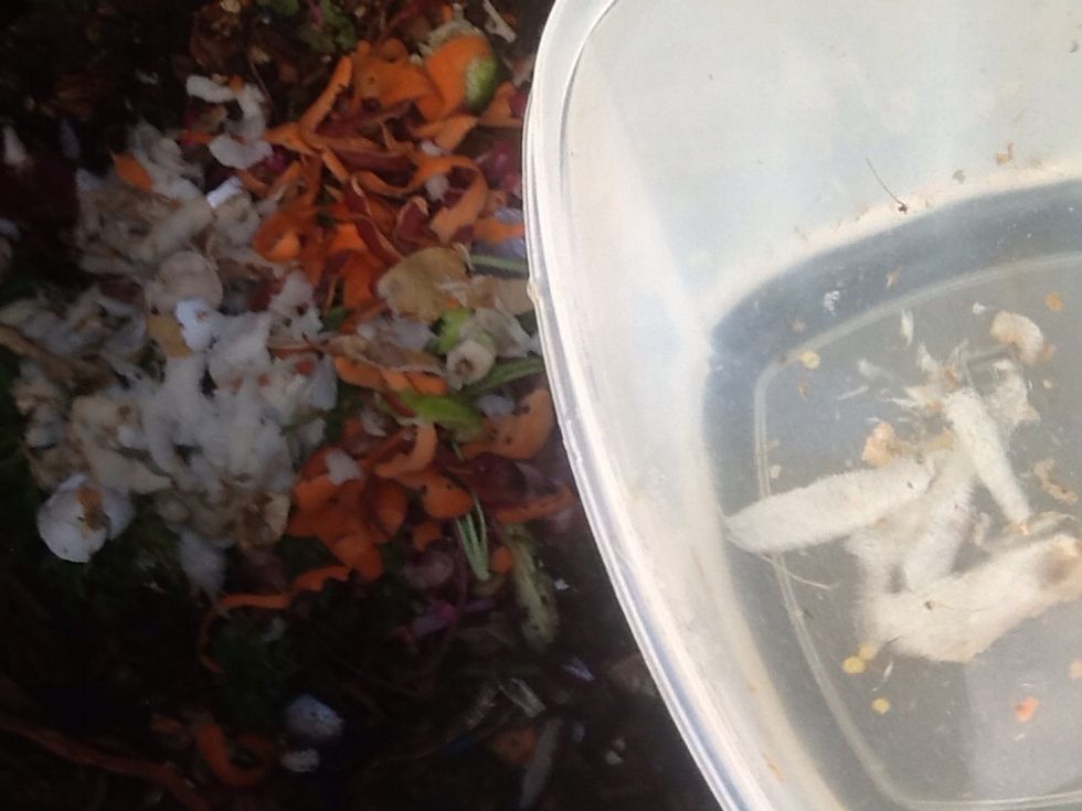 Fill your container with water to rinse.