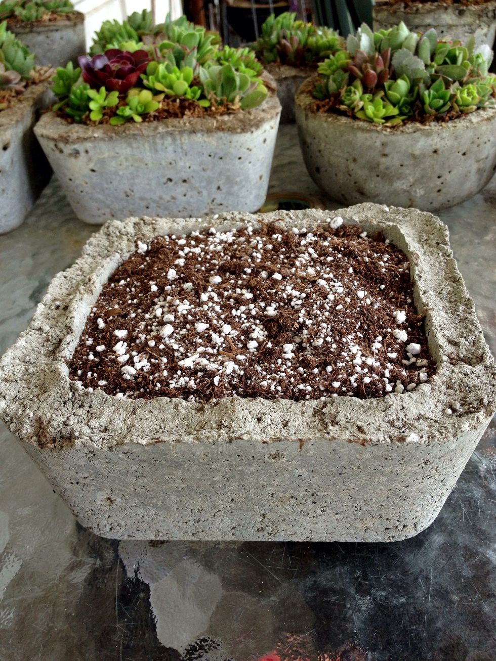 Fill your pot with Cacti Potting Mix.