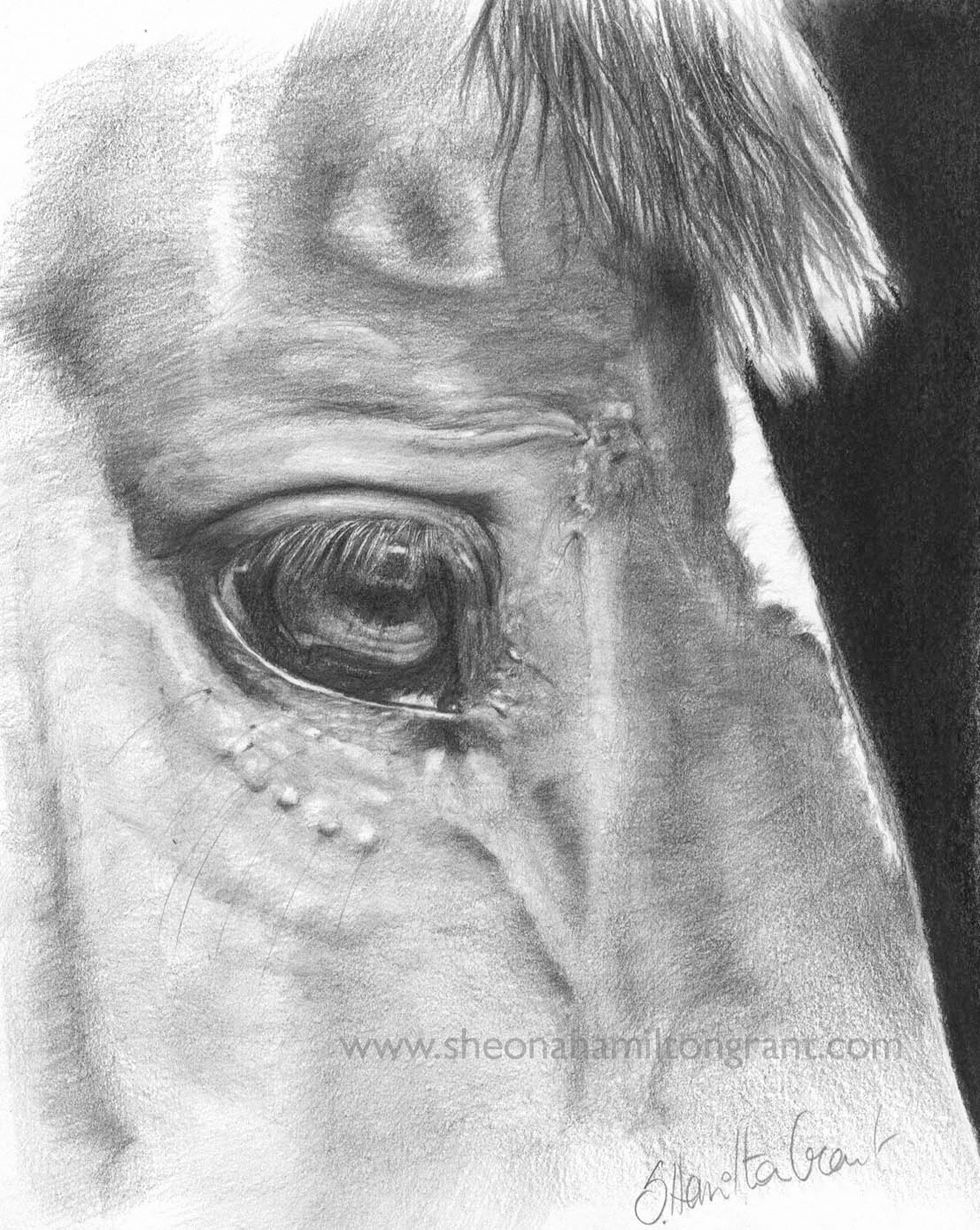 Final tweaks added to eye and skin. For more impact dark background penciled in with 7B and blended with soft charcoal.