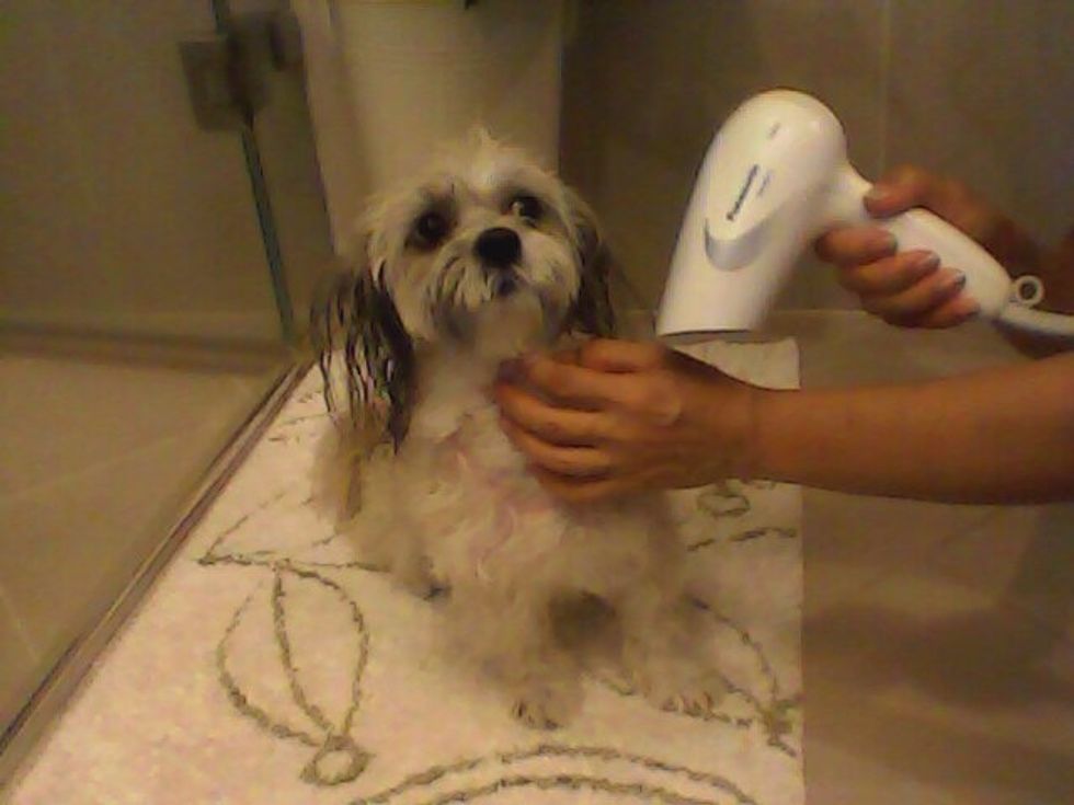 Finally, blow dry your dog so he/she isn't wet anymore.