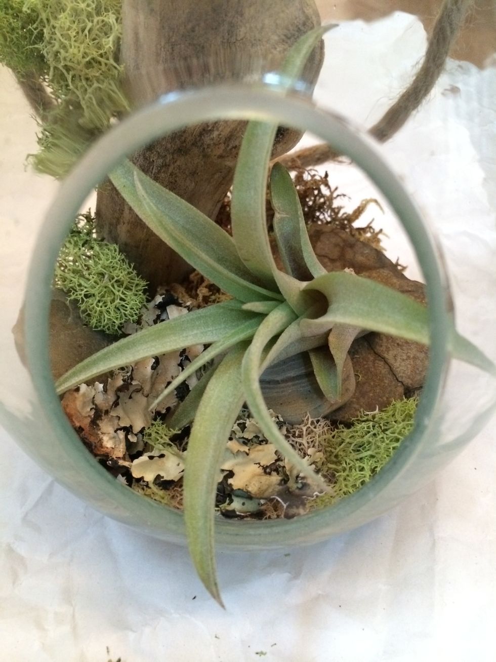 Finally, my Tillandsia!