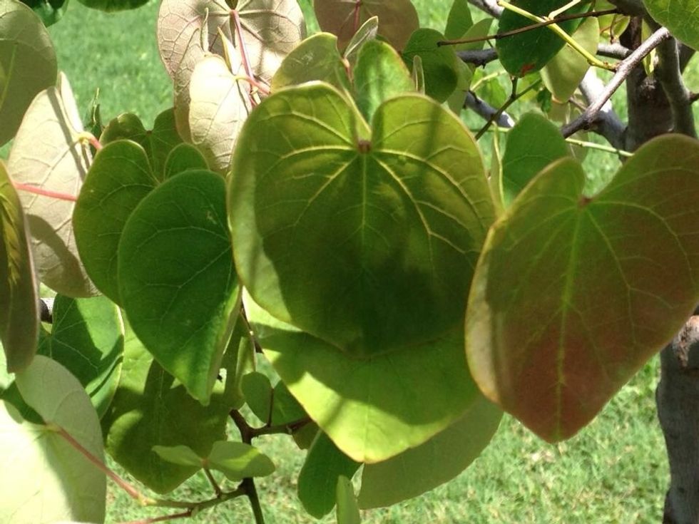 Finally, water, water and water some more! Your new tree needs lots of water as it adjusts to its new home.