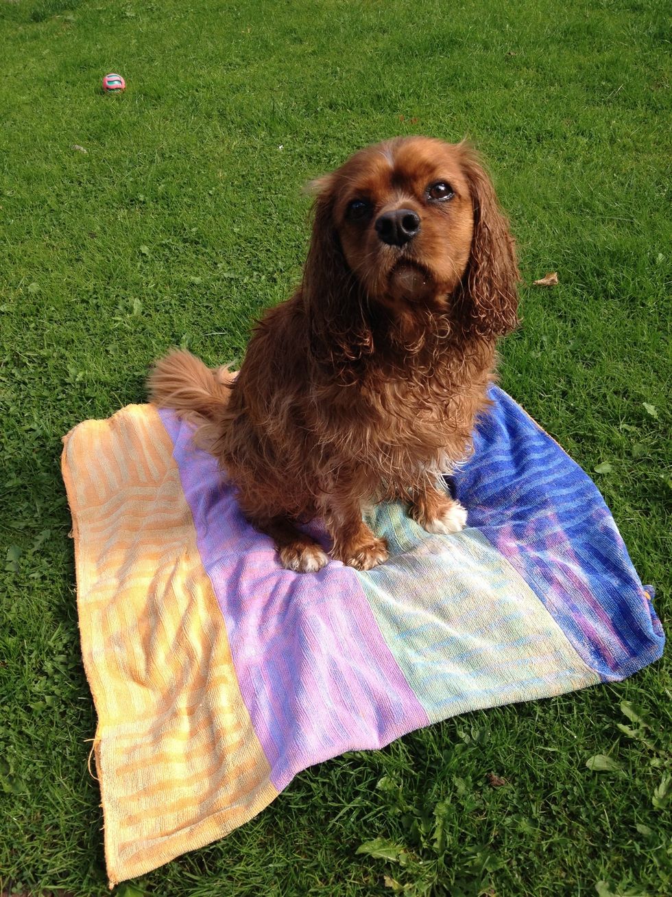 Finally, when puppy has been an amazing aim... Place the mat on the grass outside. Keep it outside for a few days, and if it continues to be successful... Remove it completely!