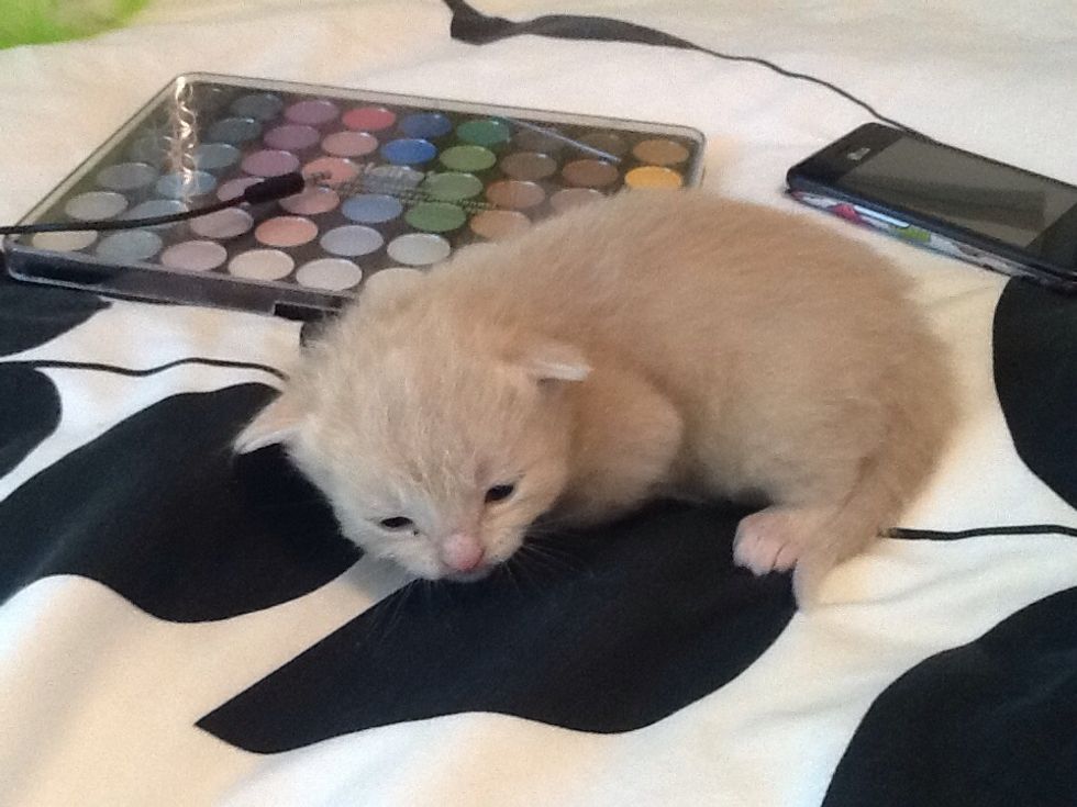 Find a kitten. (This one is 2 weeks old)