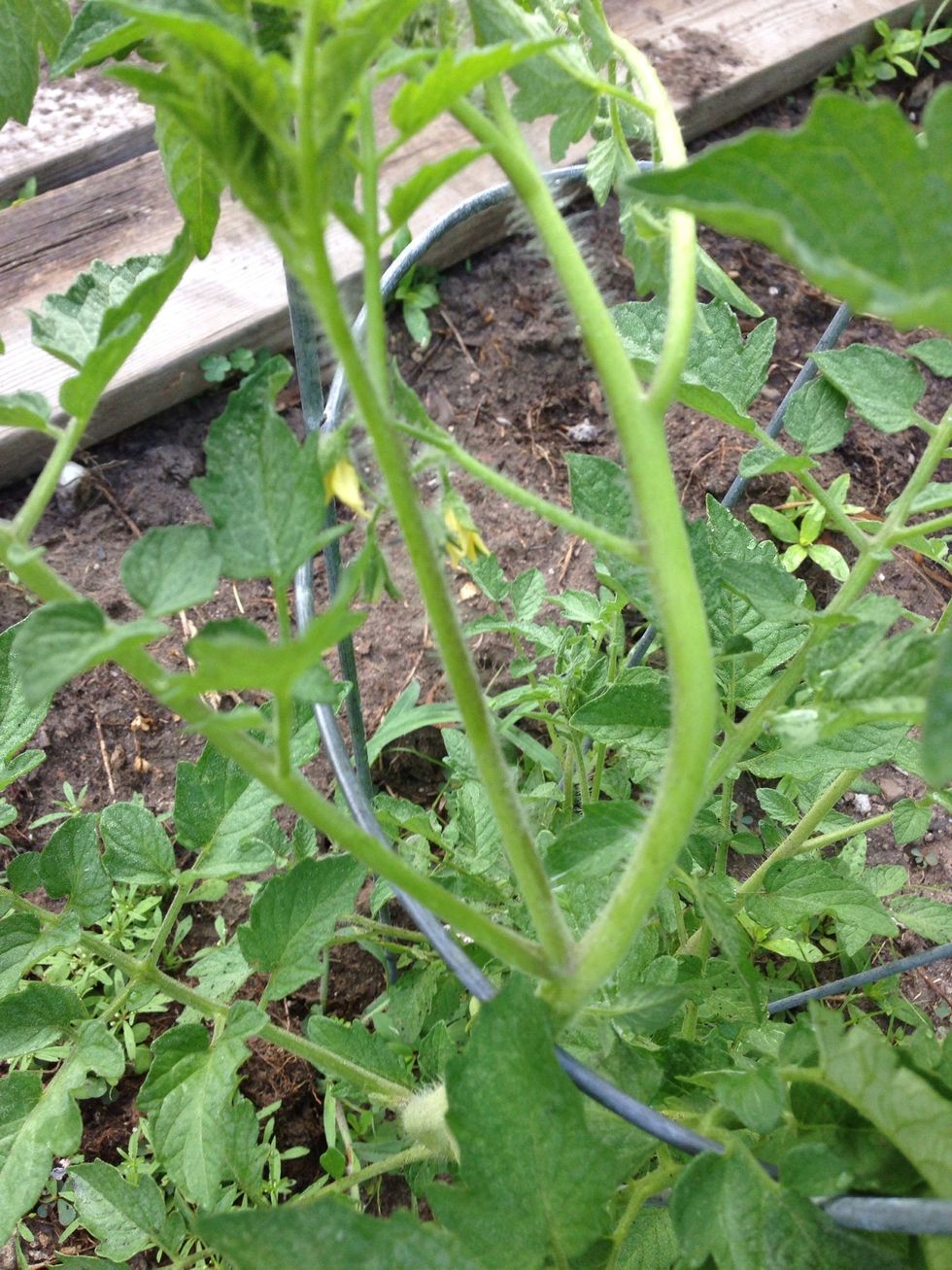 Find a sucker. A sucker is a branch growing between two branches. They zap energy from plant so it helps plants to remove them. Suckers do not have flowers.