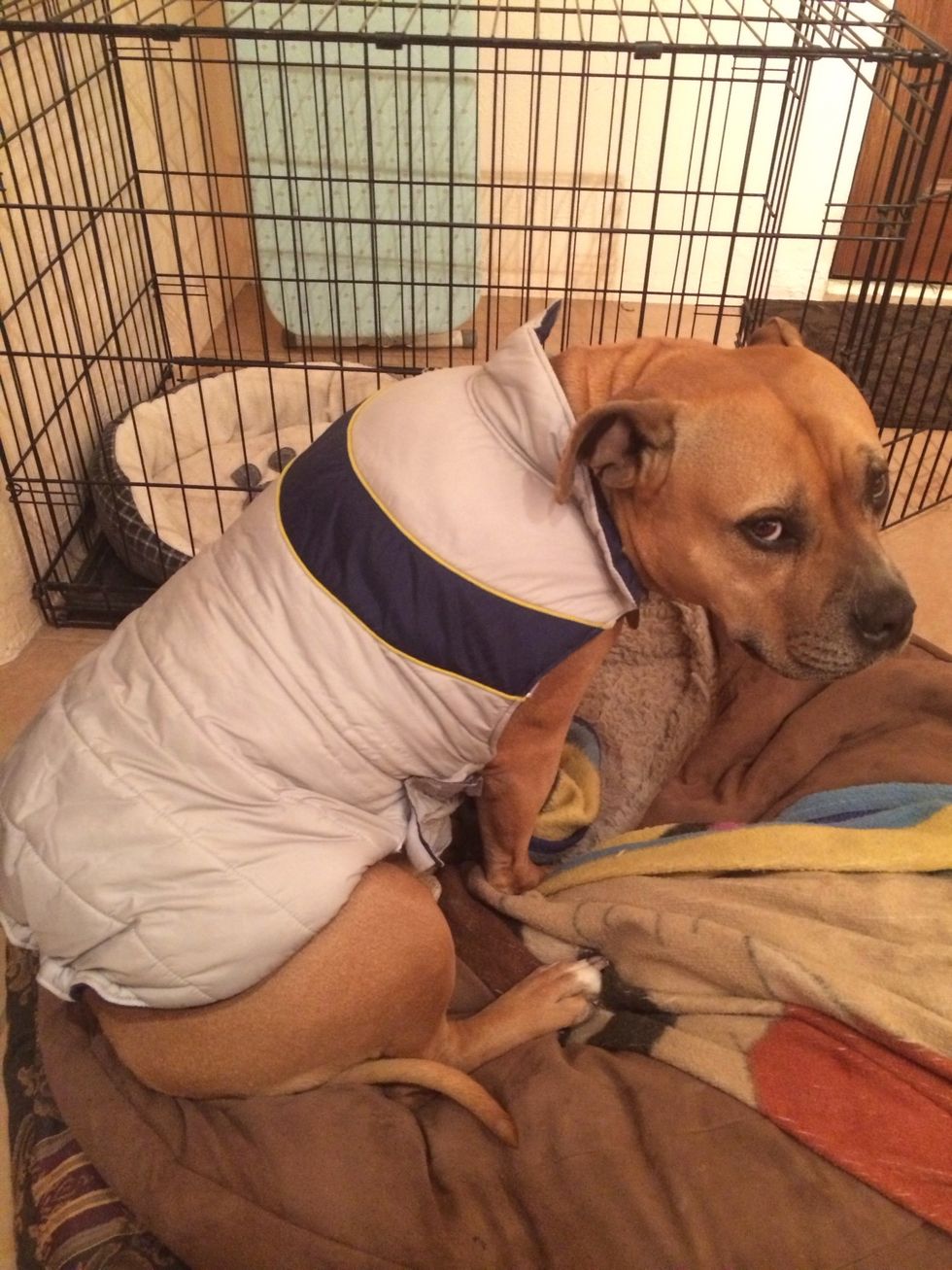 Find an old dog vest to get design from. You may use a dog sweater. I would recommend getting something meant for a dog it will be easier to fit on you dog. I used a vest because it was simple