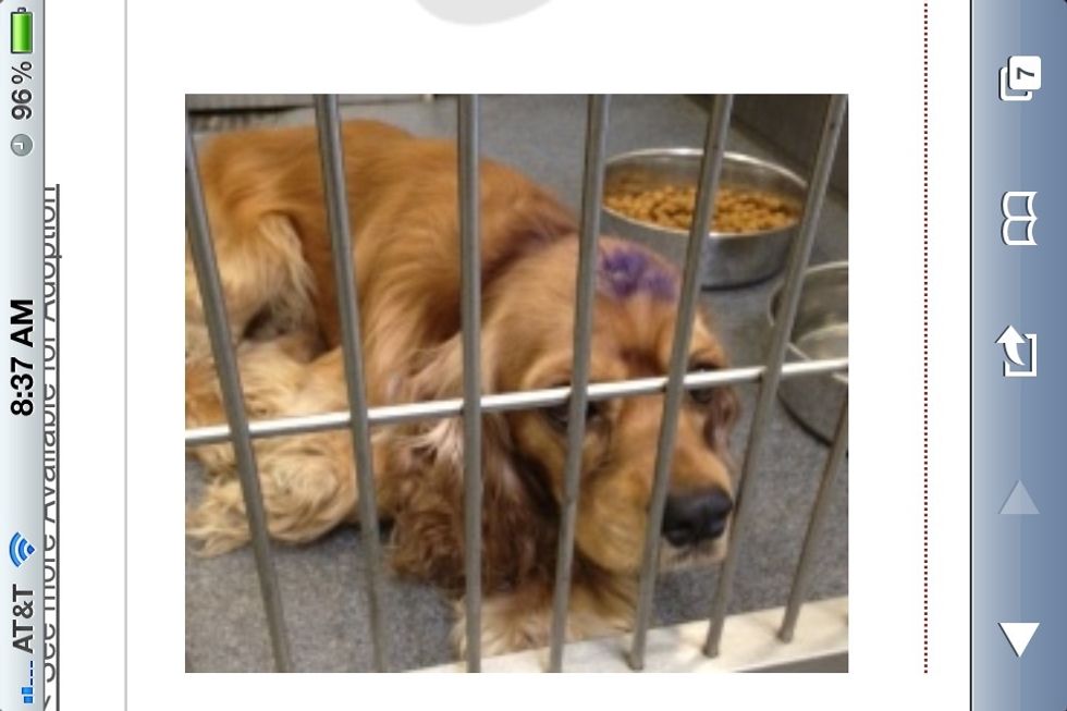 Find desired dog online. I suggest DFW Cocker Spaniel Rescue.