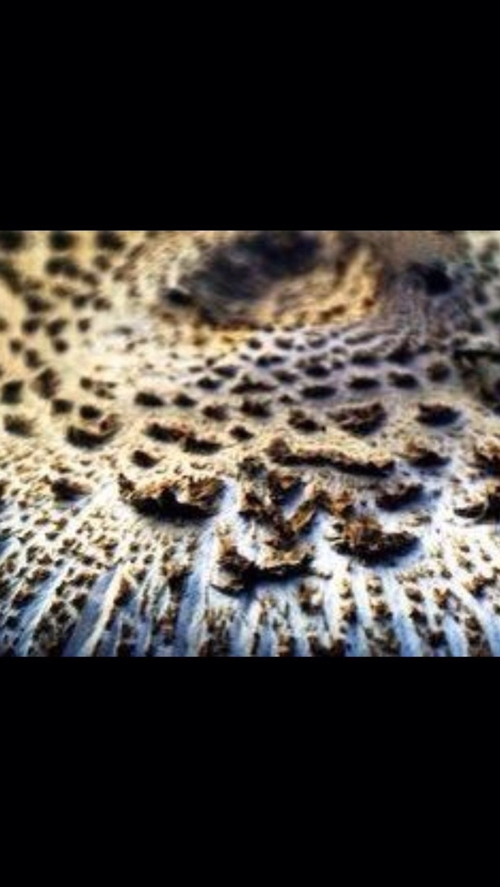 Find new angles on things! You can photograph something as mundane as a mushroom from a different angle to make it look beautiful, and the same can be done with various objects.