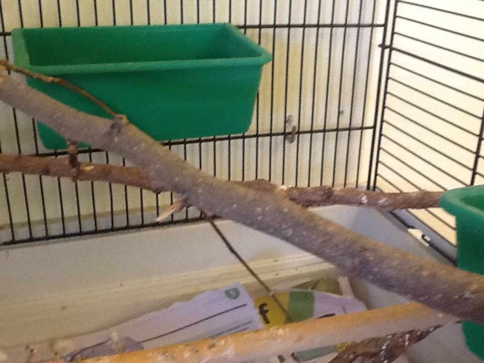Find new stick perches every term or so.