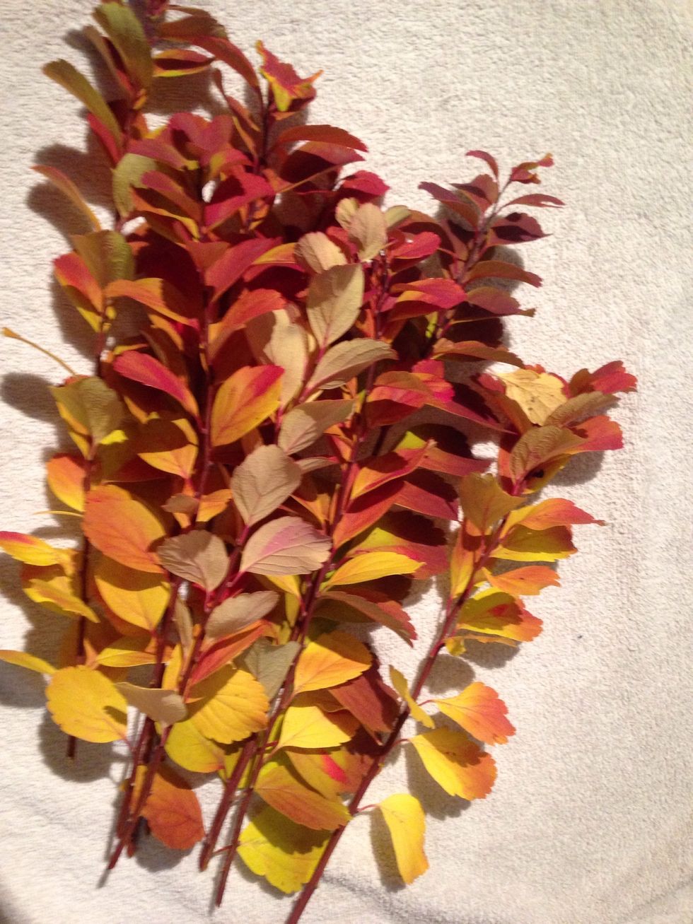 Find som leafs from a bush, I found these at a neighbors house. Ask before you take \ud83d\ude09 I thought they had some really nice colors, and the leafs were a perfect size \u263a\ufe0f