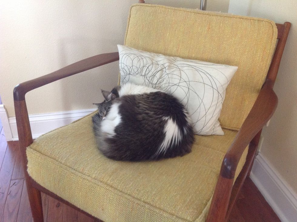 Find the cat