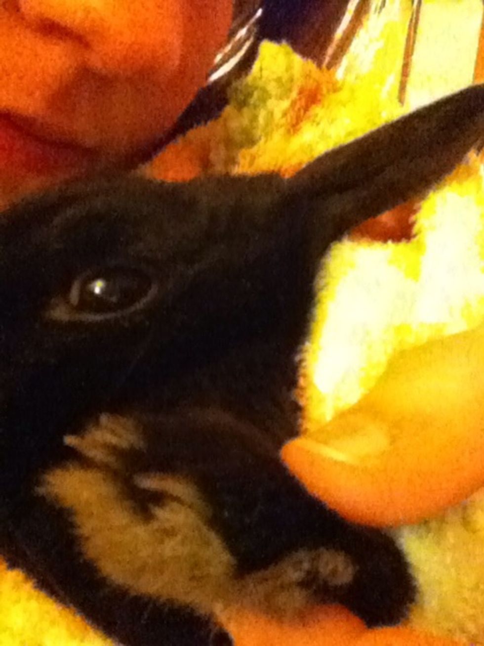 Find the quick of the nail. Be sure not to go into the darkest spot of the nail. This is where the blood line is and it will bleed.