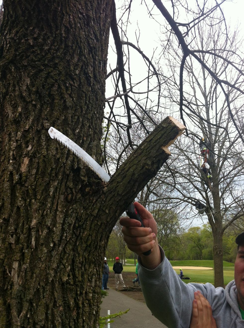 Finish the cut by pruning the stub off just beyond the branch bark ridge and the branch collar. Do not cut into the trunk creating a flush cut.