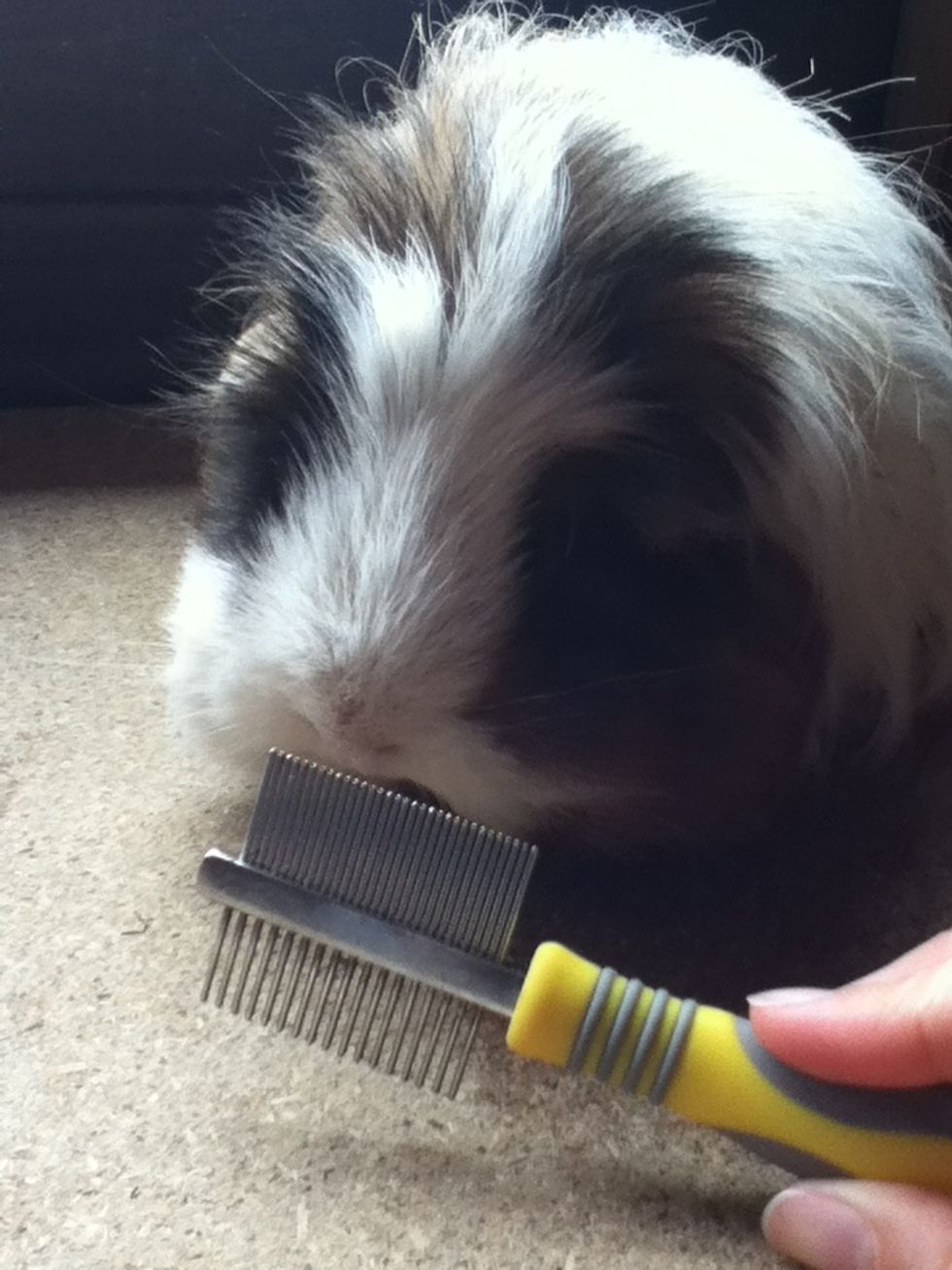 Finish with the wide toothed comb to brush out the remaining loose hair. Make sure you are gentle again!