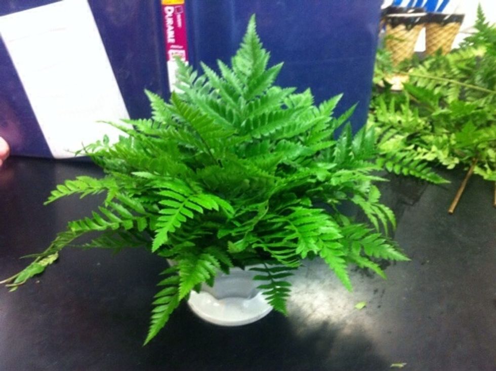 finished greening. side view
