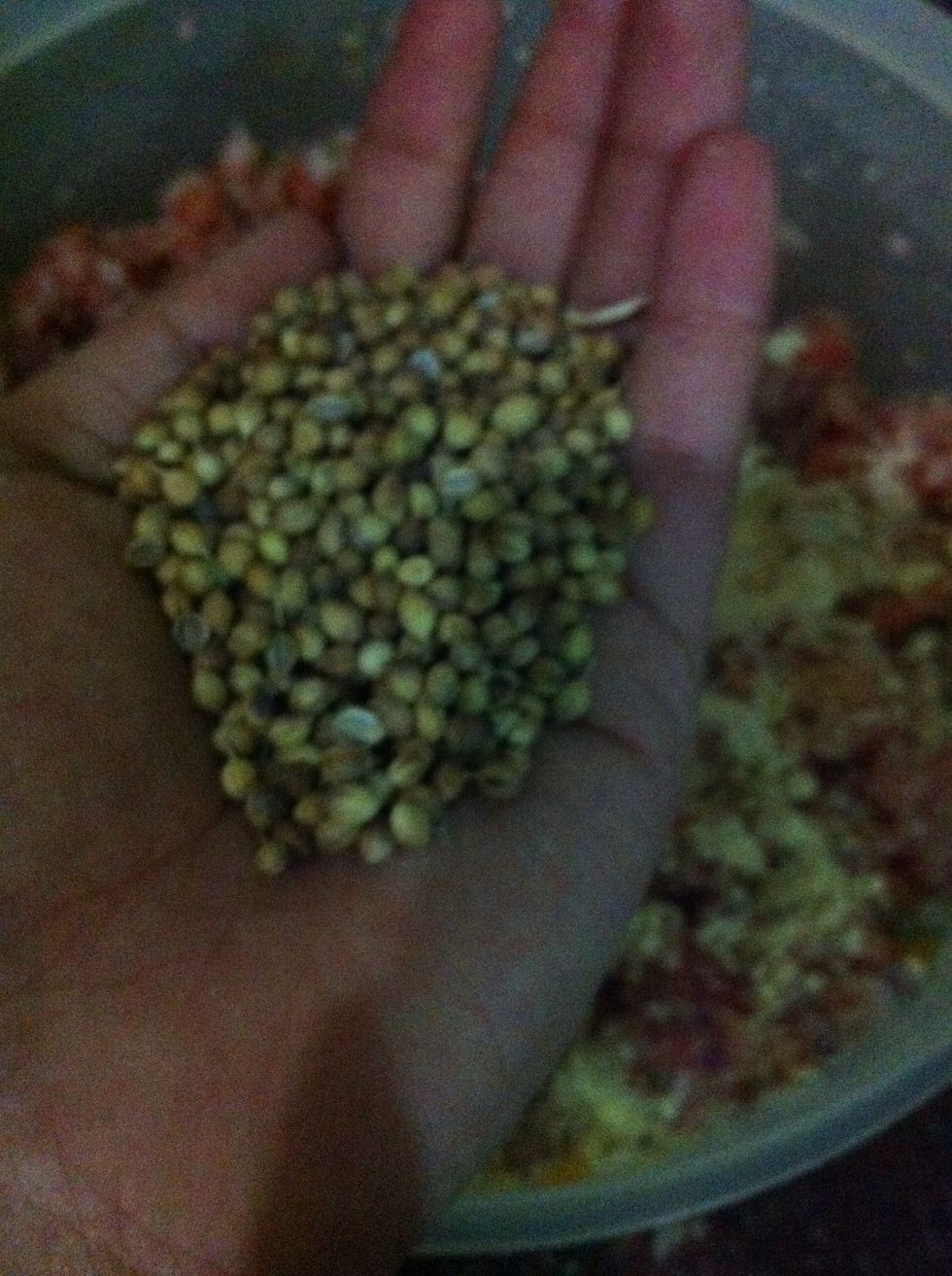 firmly press seeds of coriander in between palms of your hand and then add