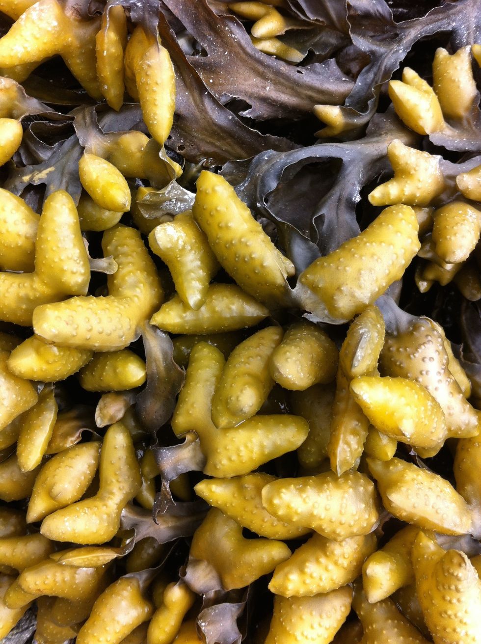 First, choose area where bladderwrack seaweed is in an abundance, so not to deplete the population. Then choose bladderwrack seaweed which has fully inflated bladders.