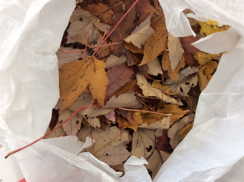 First choose your leaves