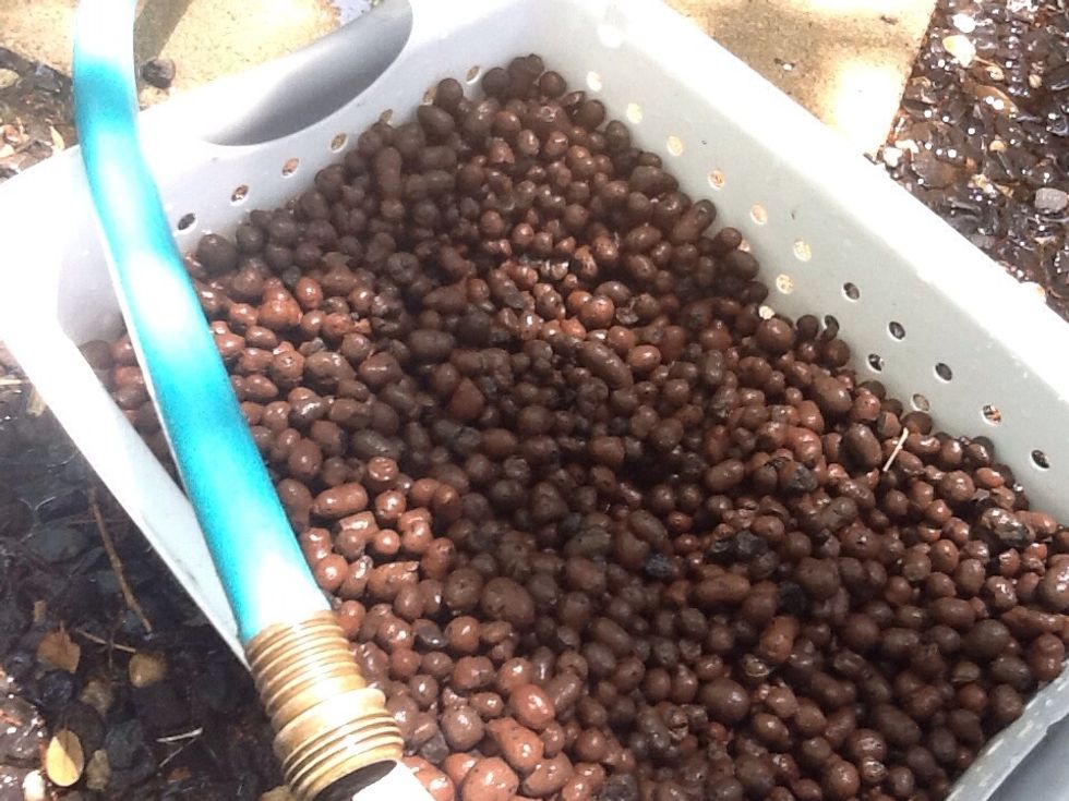 First clean Your clay pebbles, tank, and garden bed.
