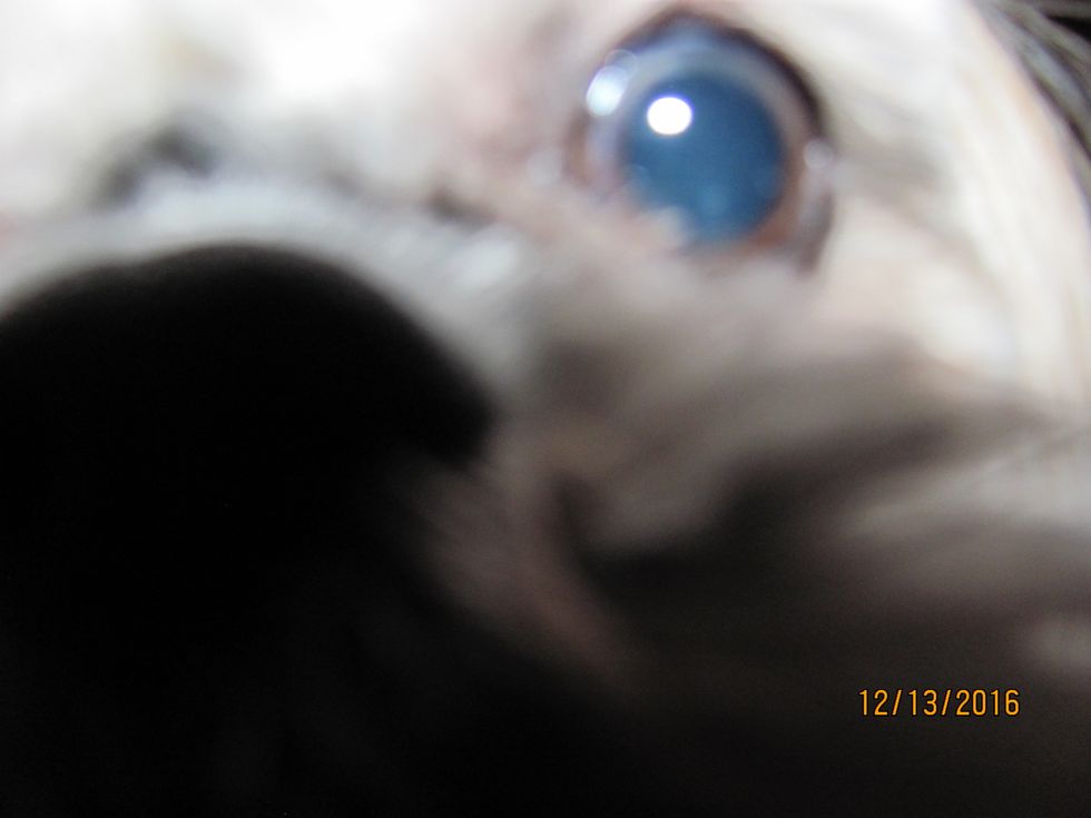 First, find something (or someone) to photograph. I will be taking a picture of my dog, Charlie, for our family Christmas card.