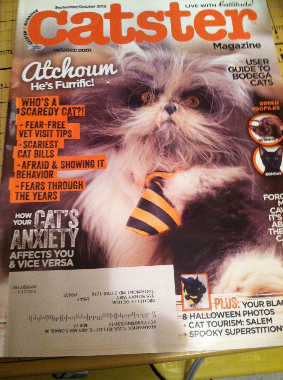 First, get a magazine or catalog that you don't mind cutting up. For this tutorial, I used Catster magazine, and my theme will, clearly, be Cats!