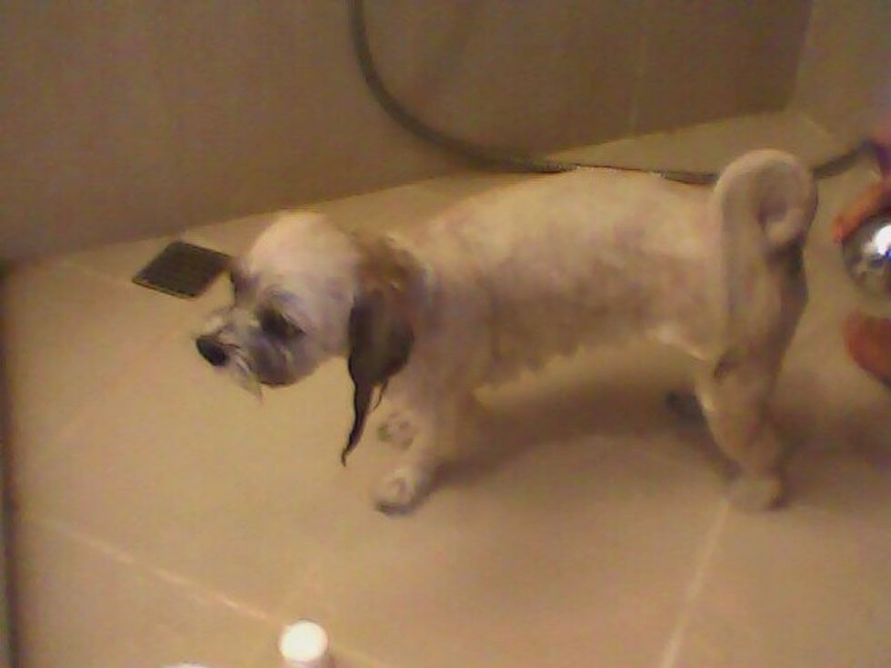 First get your dog wet with warm water.