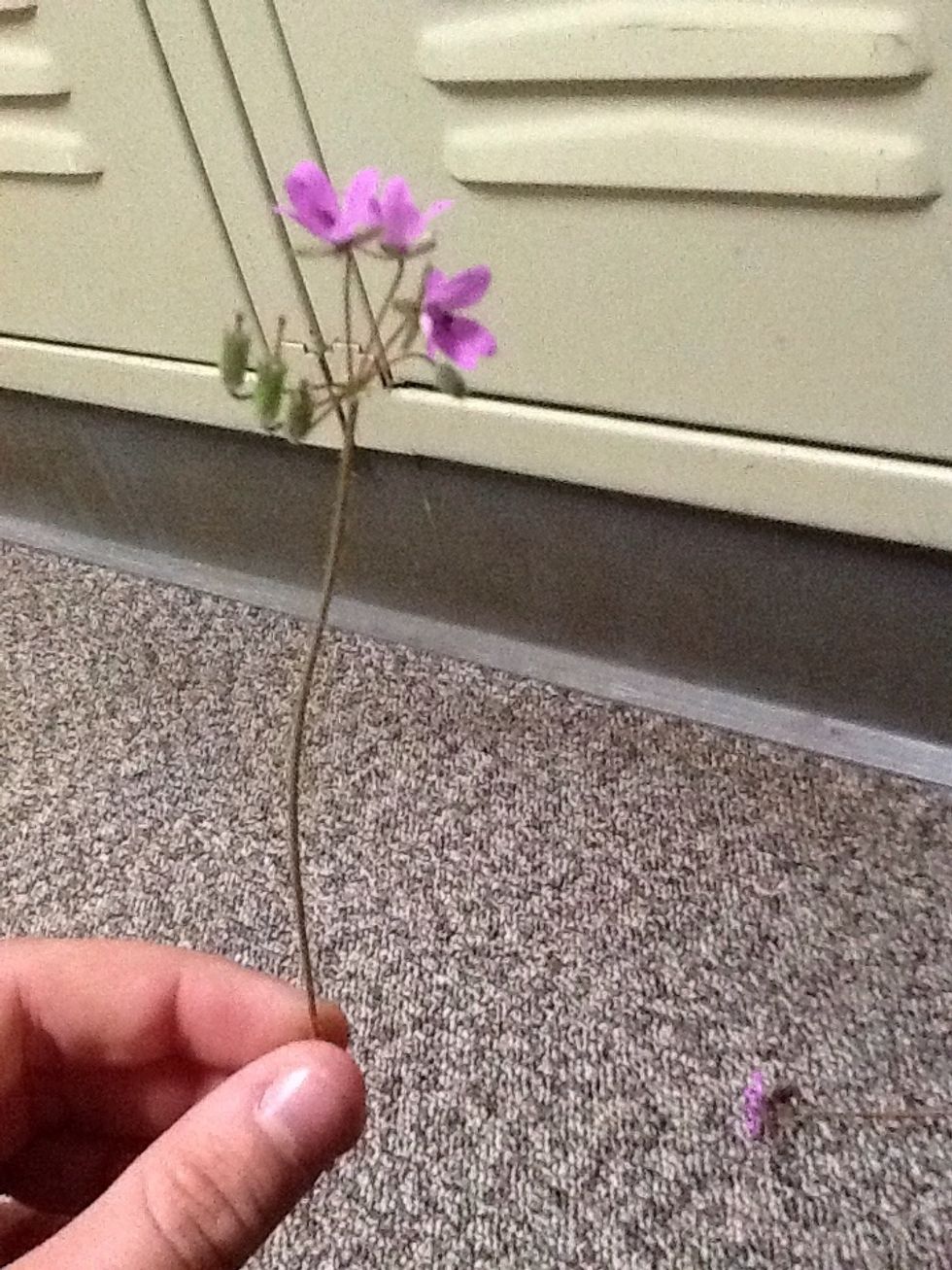First grab a flower, a weed or a plastic one. I choose this purple flower from outside. Make sure the stem is about 3 inches long, and must contain three flowers on top.