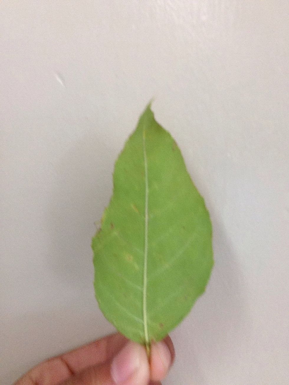 How to do leaf rubbing B+C Guides