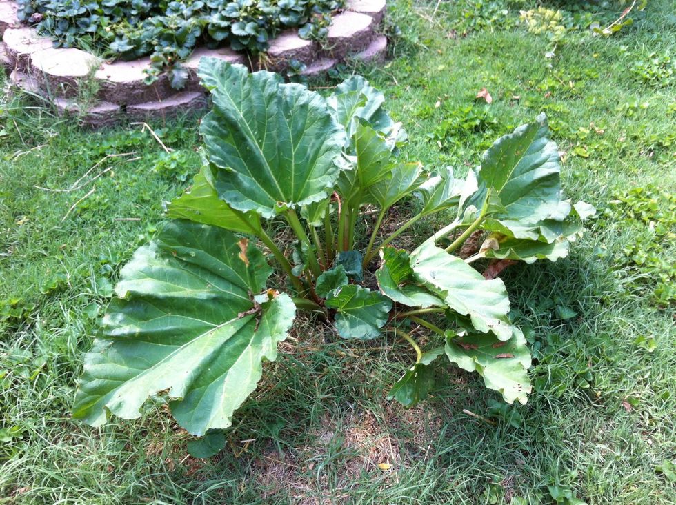 First, head outside and pull about four stalks off your rhubarb plant.