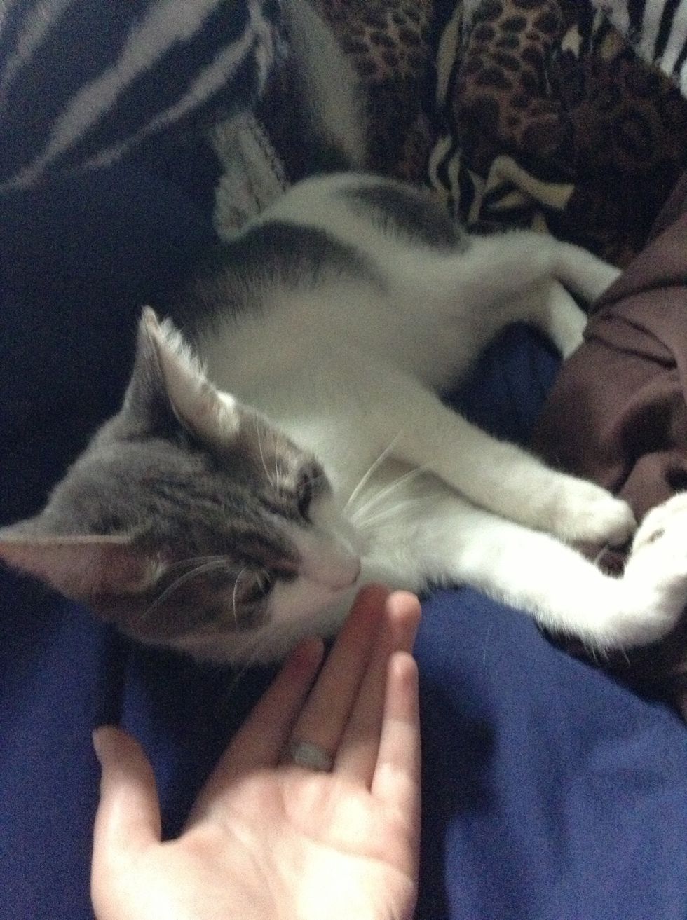 First let him get used to you being around him. Let him sniff you.