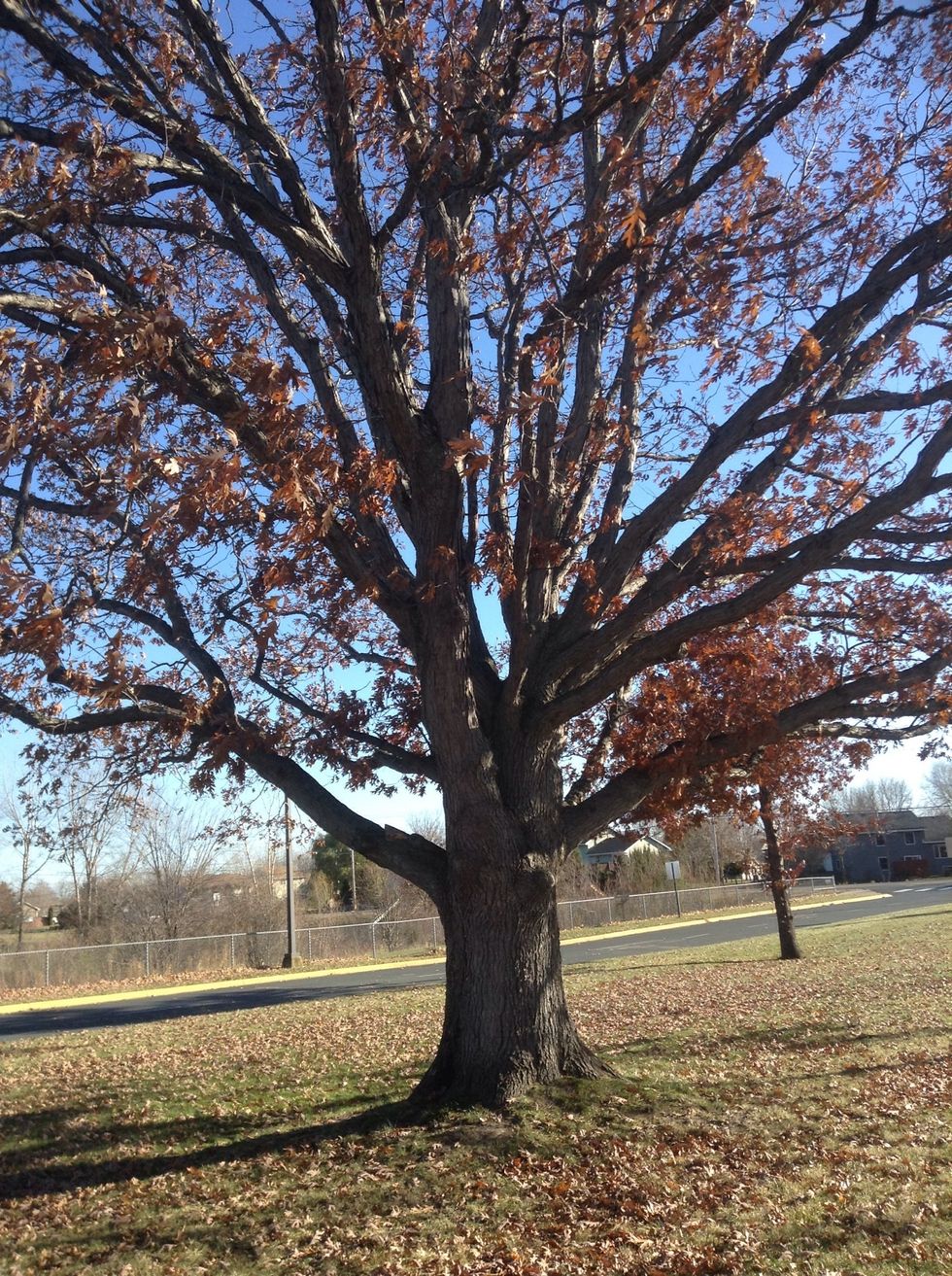 First look at it and figure out if it's a coniferous or deciduous tree. This is a deciduous tree.