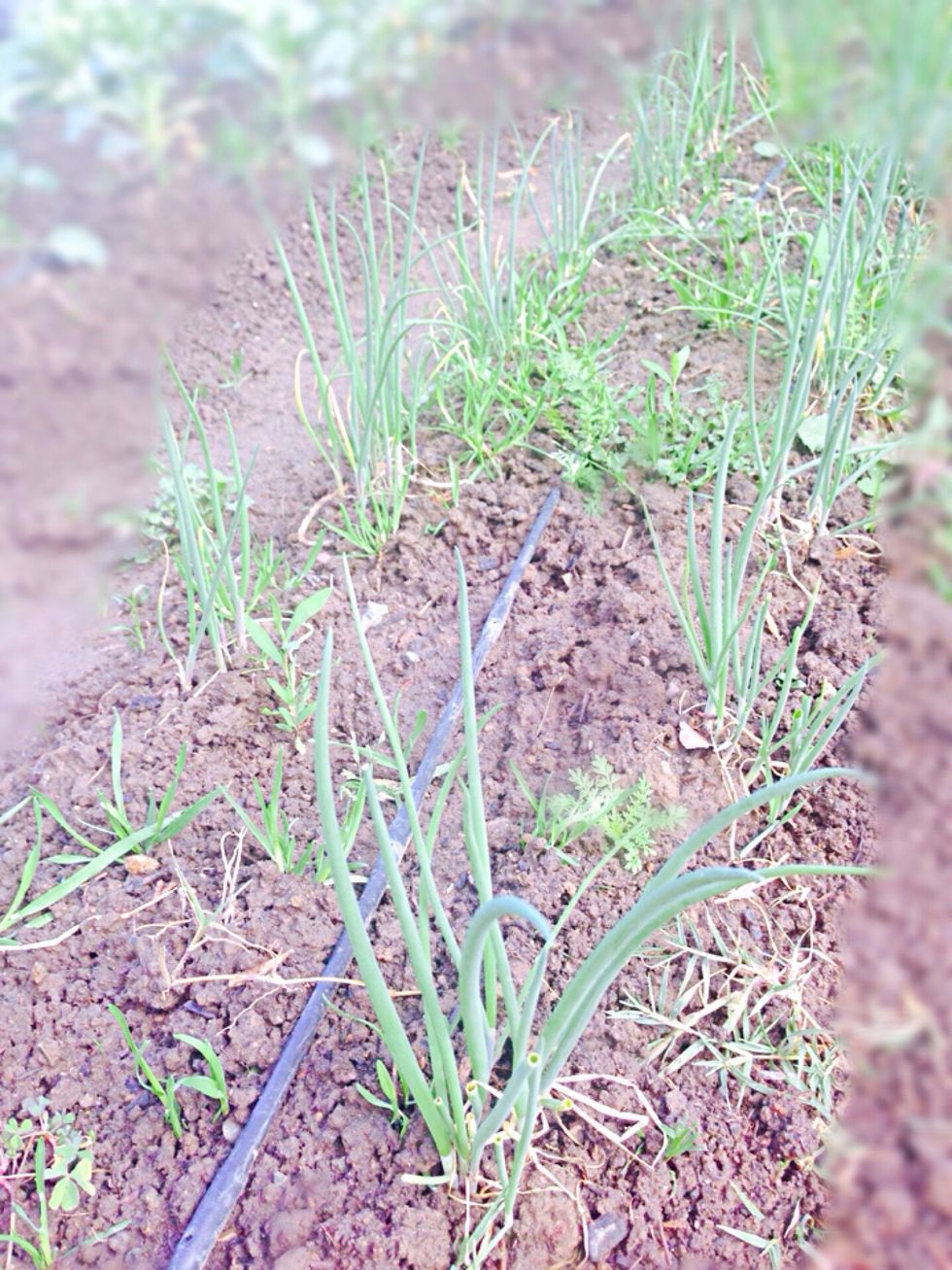 First of all I'll gather my herbs