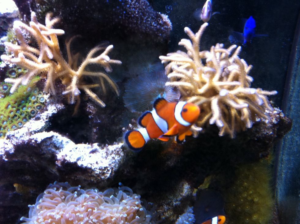 First of all identify the fish you want, such as this clownfish.