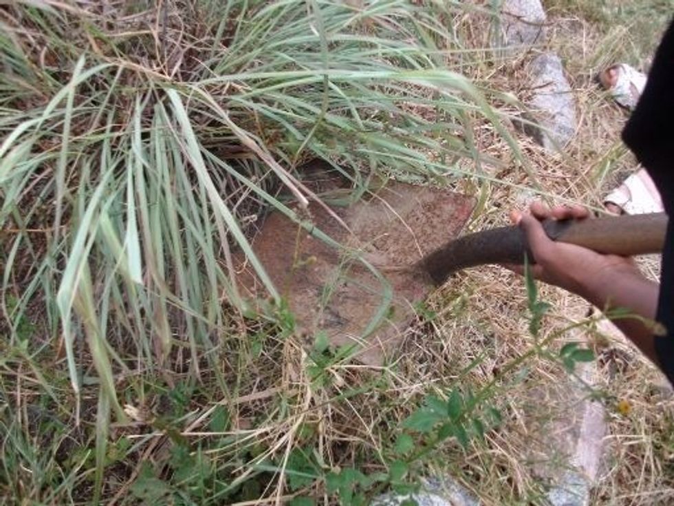 First of all you have to wait for the lemon grass to flower, then you dig out the plant.