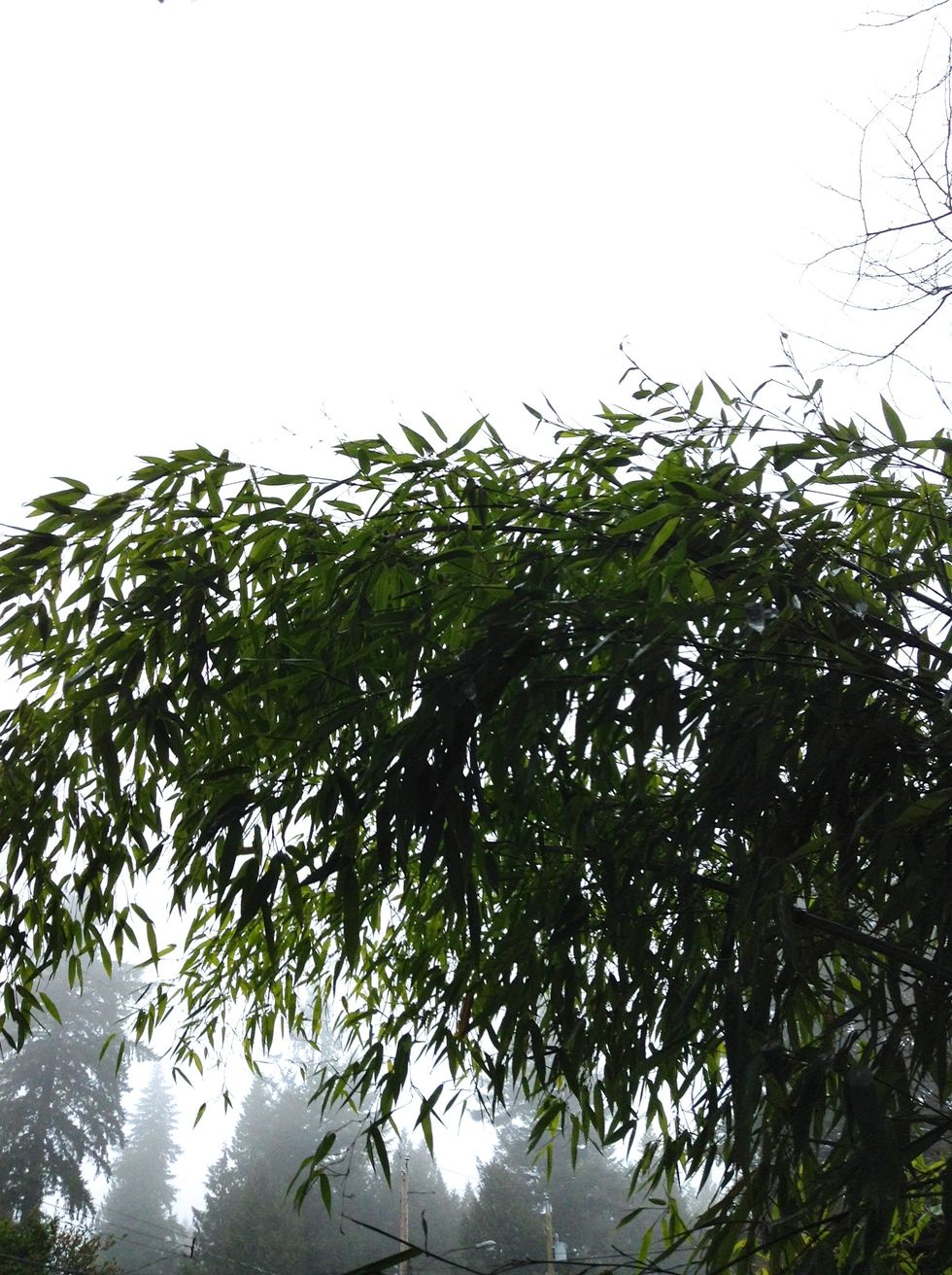 First of all you'll need to find some bamboo, so if you have a neighbour with a clump go and ask if you can help them thin it! Or put a wanted add on Craigslist. I like free!