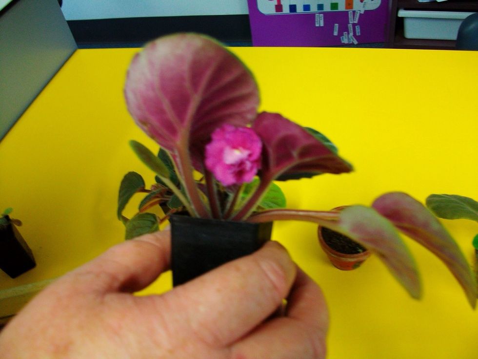 First of all you need to take the African violet out of the soil and separate the leaves