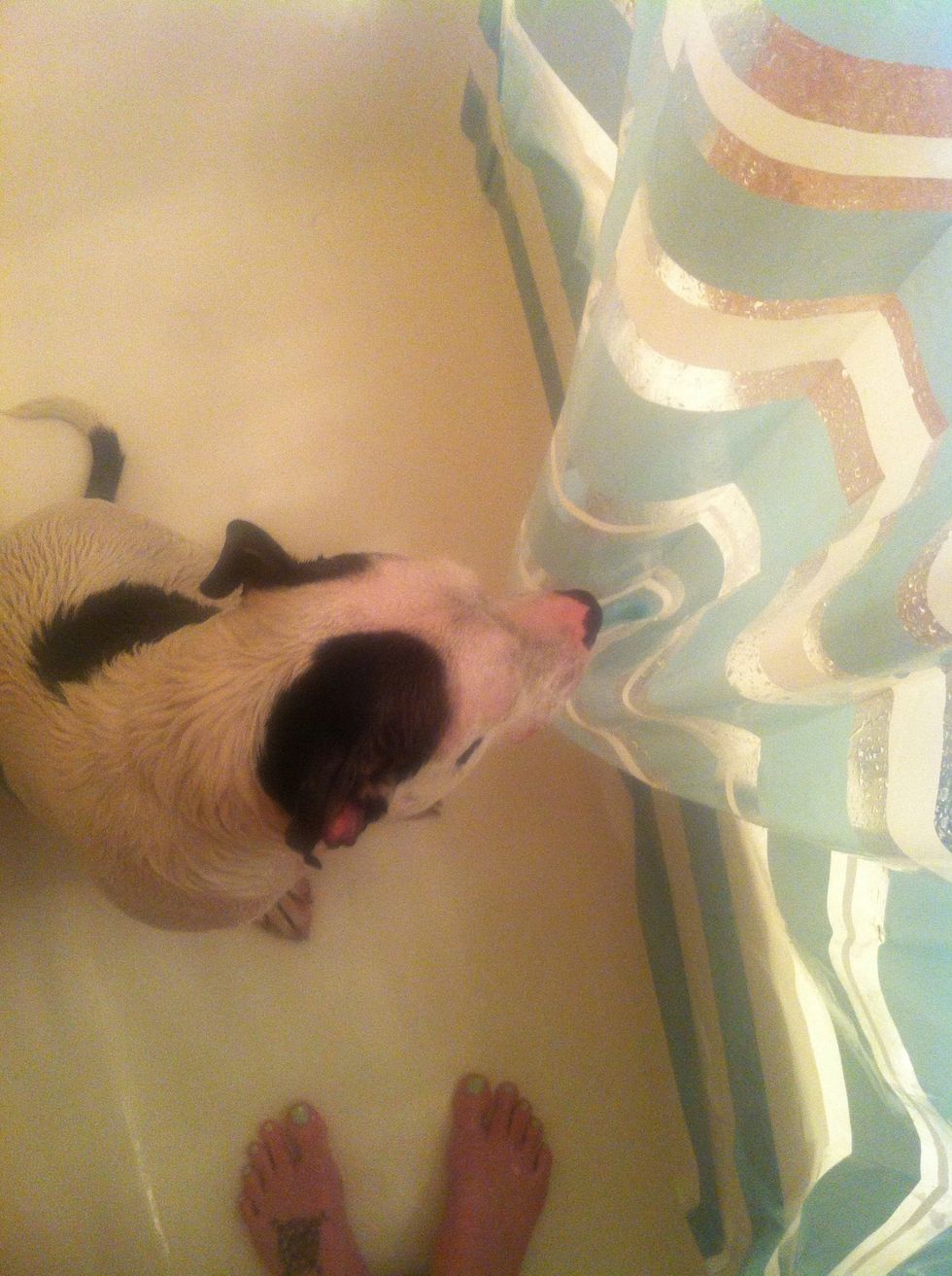 First remove the collar. Wash the dog down with warm water.