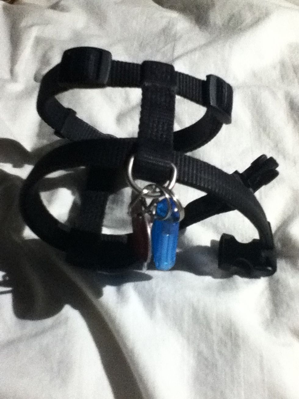 First take of any collars muzzles or harnesses