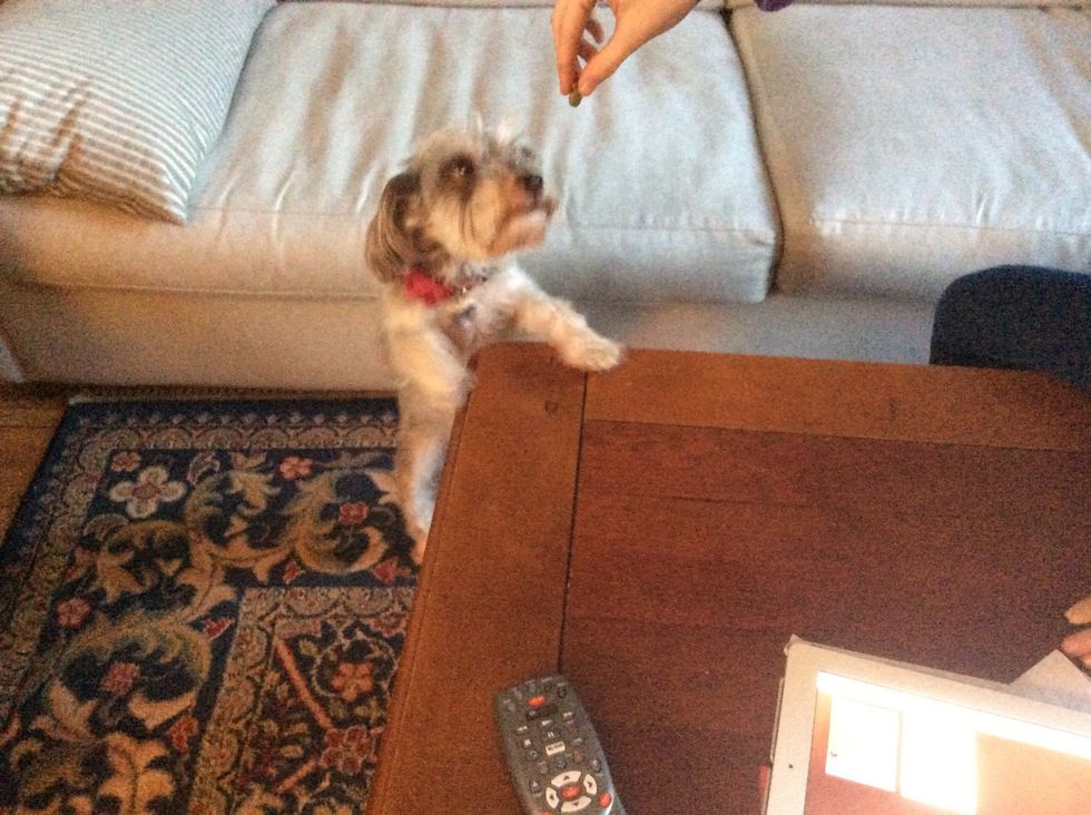 First, teach your dog how to stand. All you have to do is hold the treat above their head and eventually, they will try too jump up and grab it. Say "stand" jump so it turns into a command.