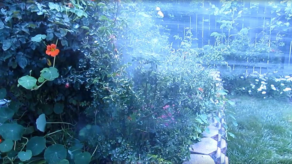 First wash the plants with water to get rid of as many aphids as possible and clean up all the sooty mold. Set the hose pressure to firm. Take your time and give your plants a good wash.