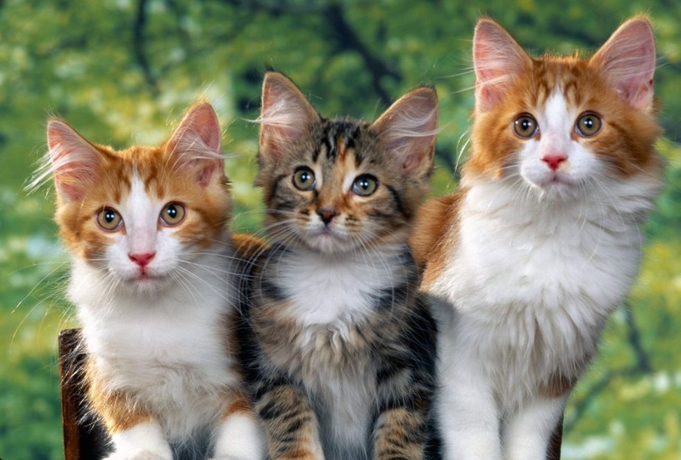 First you have to choose wether you want 1 cat, or a lot of cats. But of course, with a lot of cats comes more responsibility. So make sure your up to the challenge.