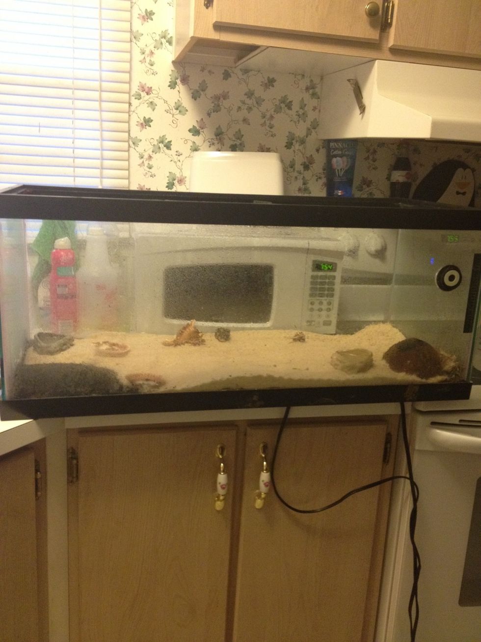 First you will need a big home for your crabs. Yes, hermits may be tiny, but they love to run, and need plenty room. Here is a 30 gallon tank. Also you will need more then 1 crab, they are very social