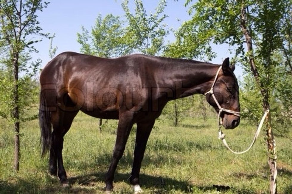 First you will need to tie up your horse with a Halter and Lead Rope.