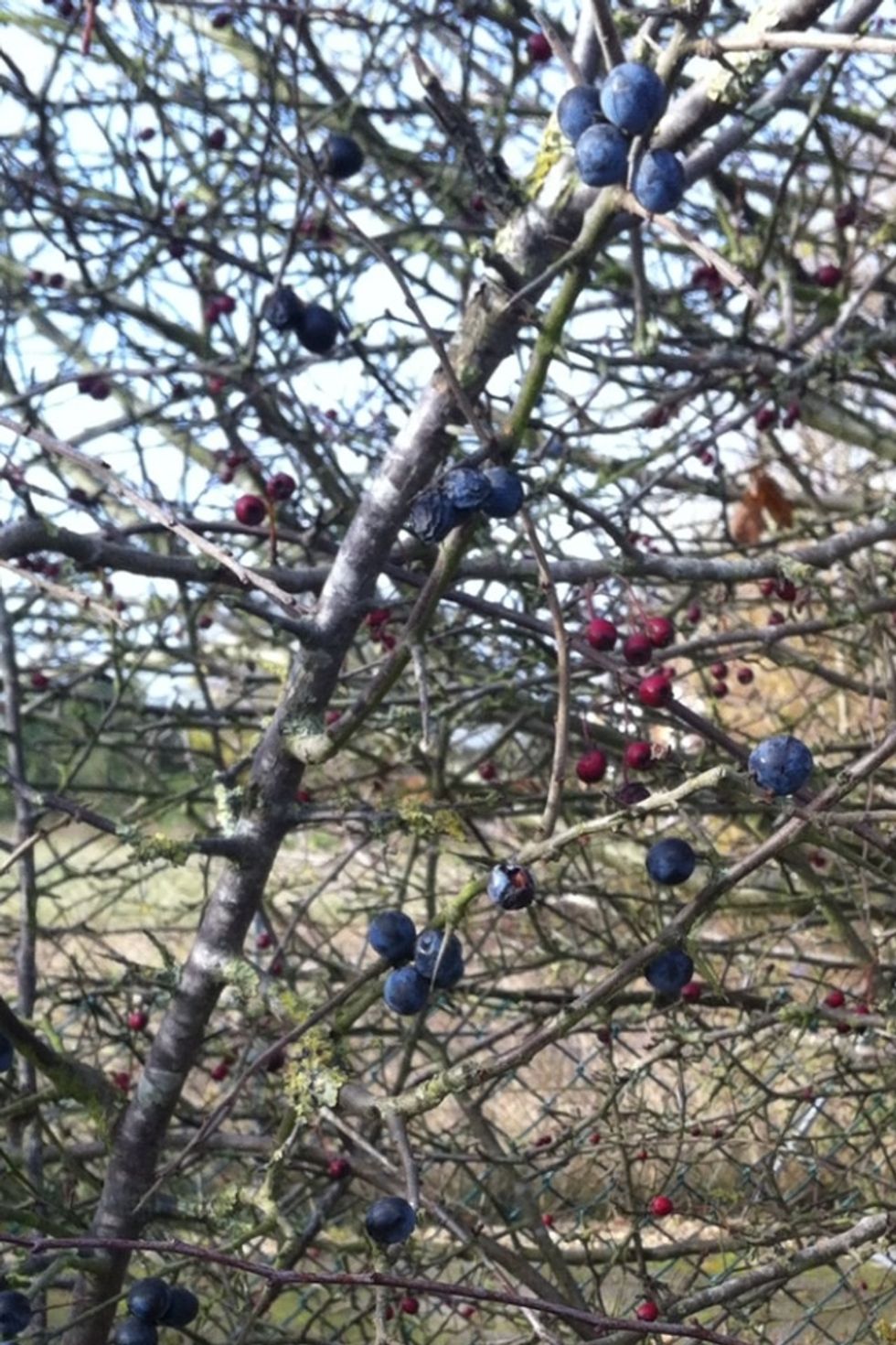 Firstly you need to start collecting your sloes. Always wait until the first frost as it gives the sloes a glaucous bloom rich in flavour.