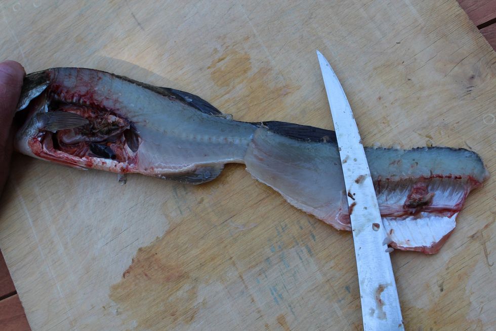 Flip the loose top part over so that the fillet side of what you just cut is facing up and the skin side faces down.